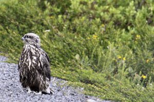 Falco Rusticolus Islandicus - Chick