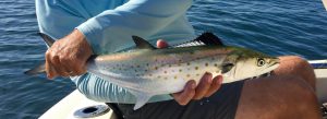 Spanish Mackerel prior to release (this one got my thumb)