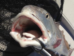 Redfish with fly inside mouth