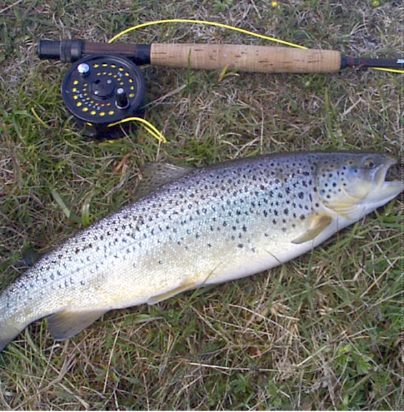 Brown Trout from Laxá