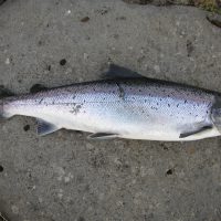 Relatively fresh salmon - no lice