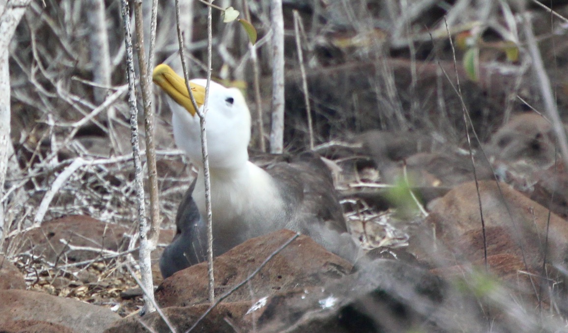 Albatross nesting