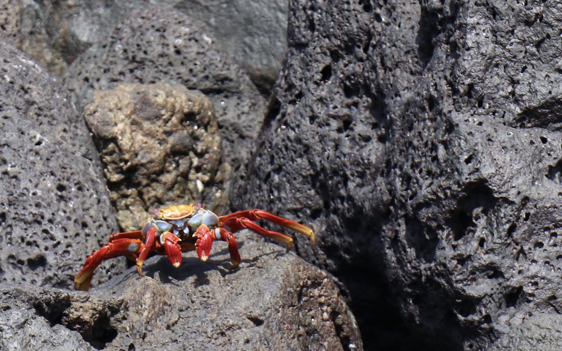 Red rock crab