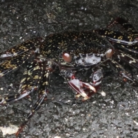 Black rock crab (will turn red when bigger)