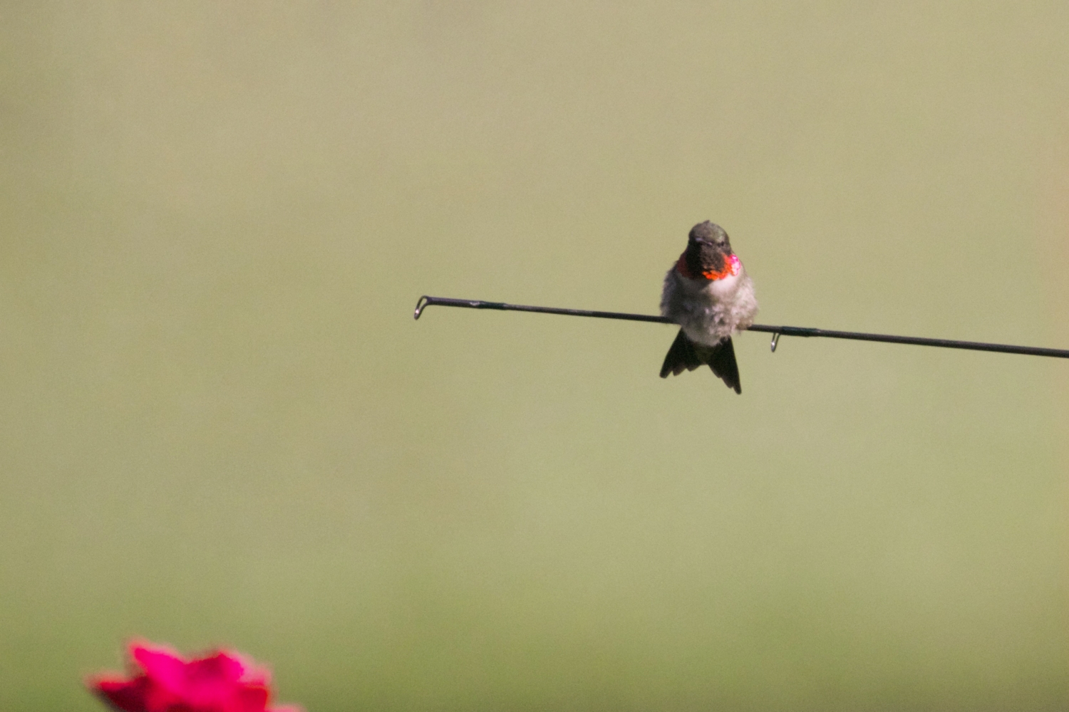 Ruby throated hummingbird (male)