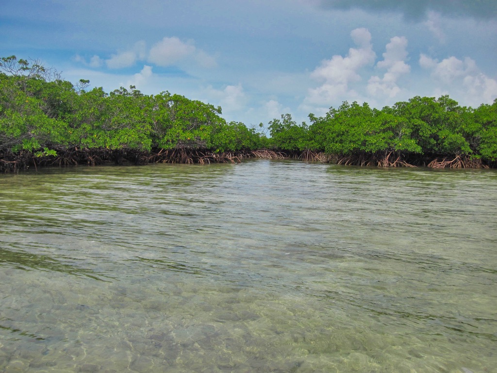 Into the mangroves they will go